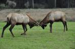 Elks machos treinam suas habilidades de luta no Redwood National Park, no norte da Califórnia, nos Estados Unidos